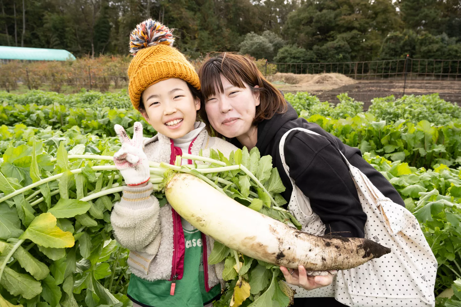 太くて長いダイコンを収穫