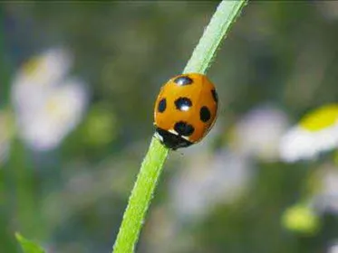 ナナホシテントウ