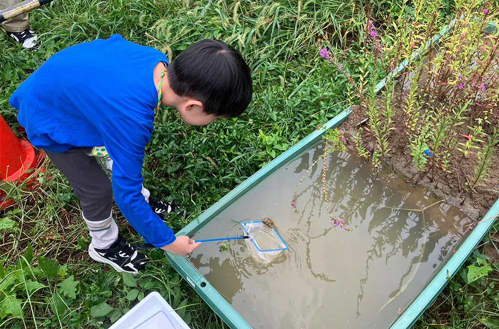 水辺ビオトープで生き物観察