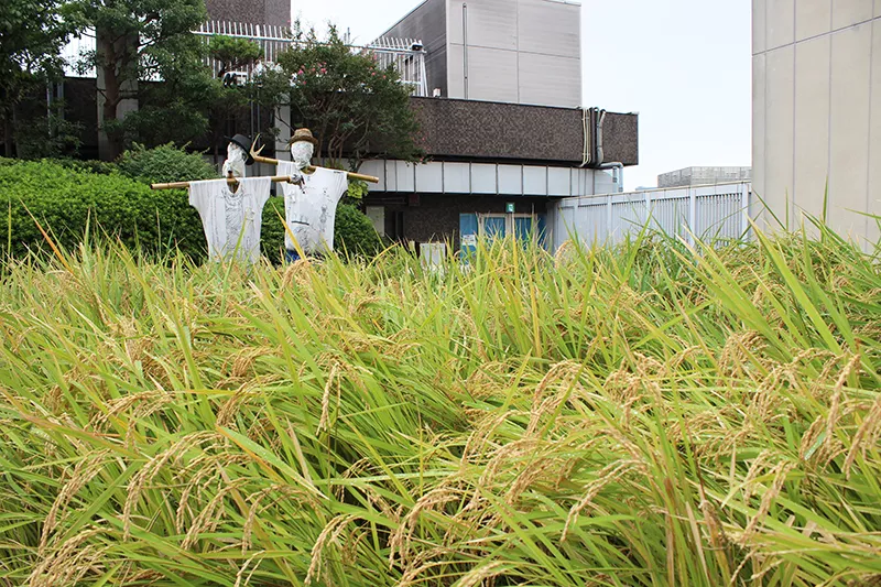 屋上の水田