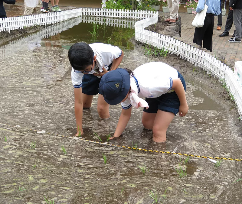 田植えを体験