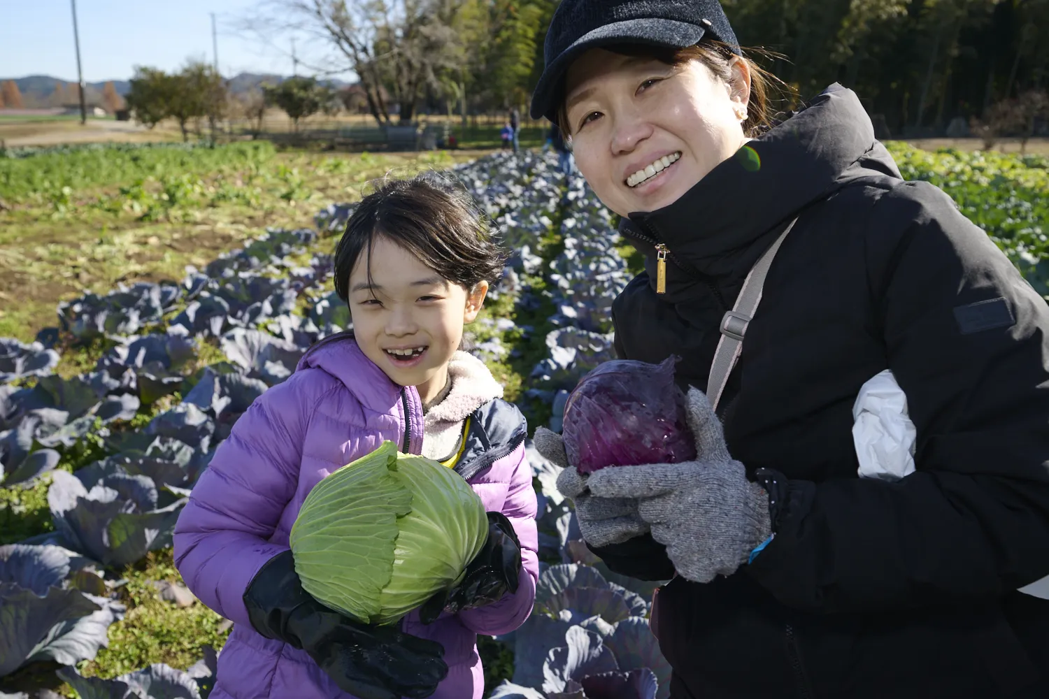 お父さんお母さんと協力して、旬の野菜を収穫